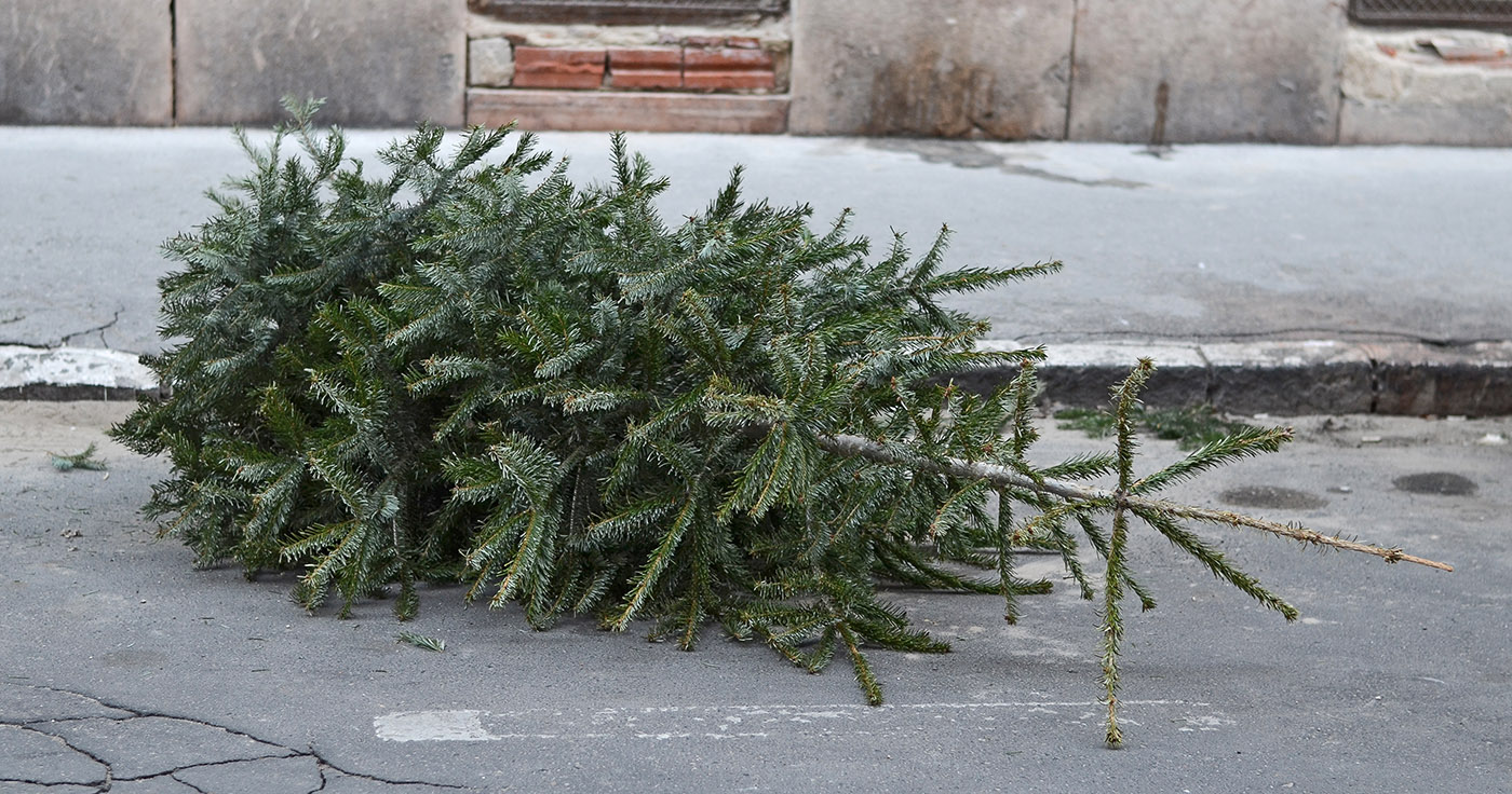 Artikelbild „Christbaum" von AdamBoor / Shutterstock.com