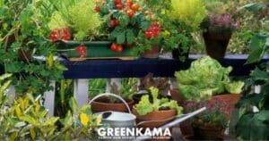 Gemüseanbau ohne Garten: Tipps und Tricks für den erfolgreichen Anbau auf Balkon und Terrasse - Canva