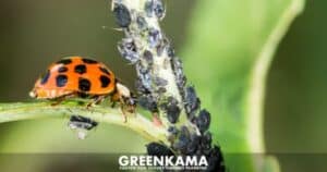 Natürliche Schädlingsbekämpfung: Wirksame Methoden für Ihren Garten - Canva